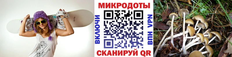 что такое   Орехово-Зуево  Псилоцибиновые грибы Magic Shrooms 